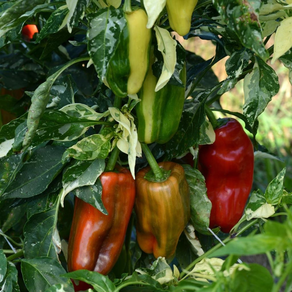 Graines de Poivron Candy Cane F1- Capsicum annuum