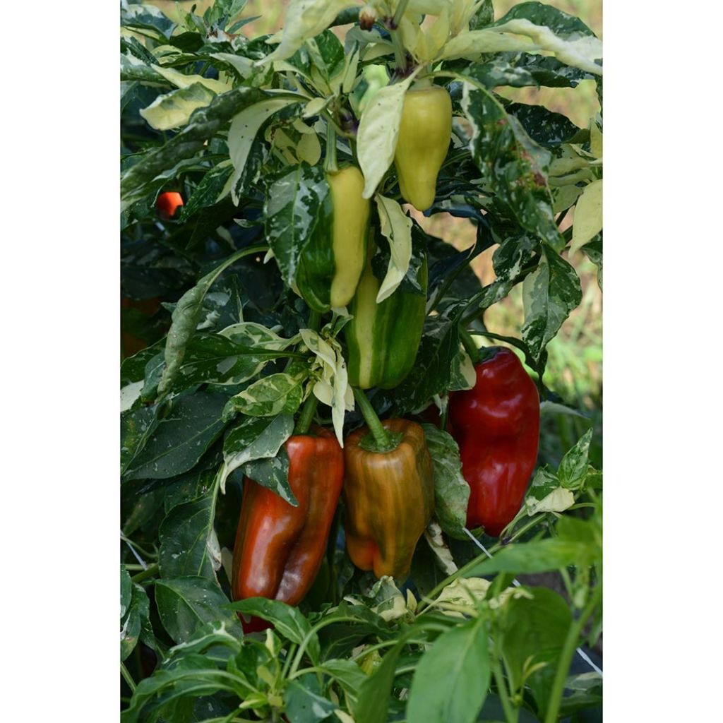 Graines de Poivron Candy Cane F1- Capsicum annuum