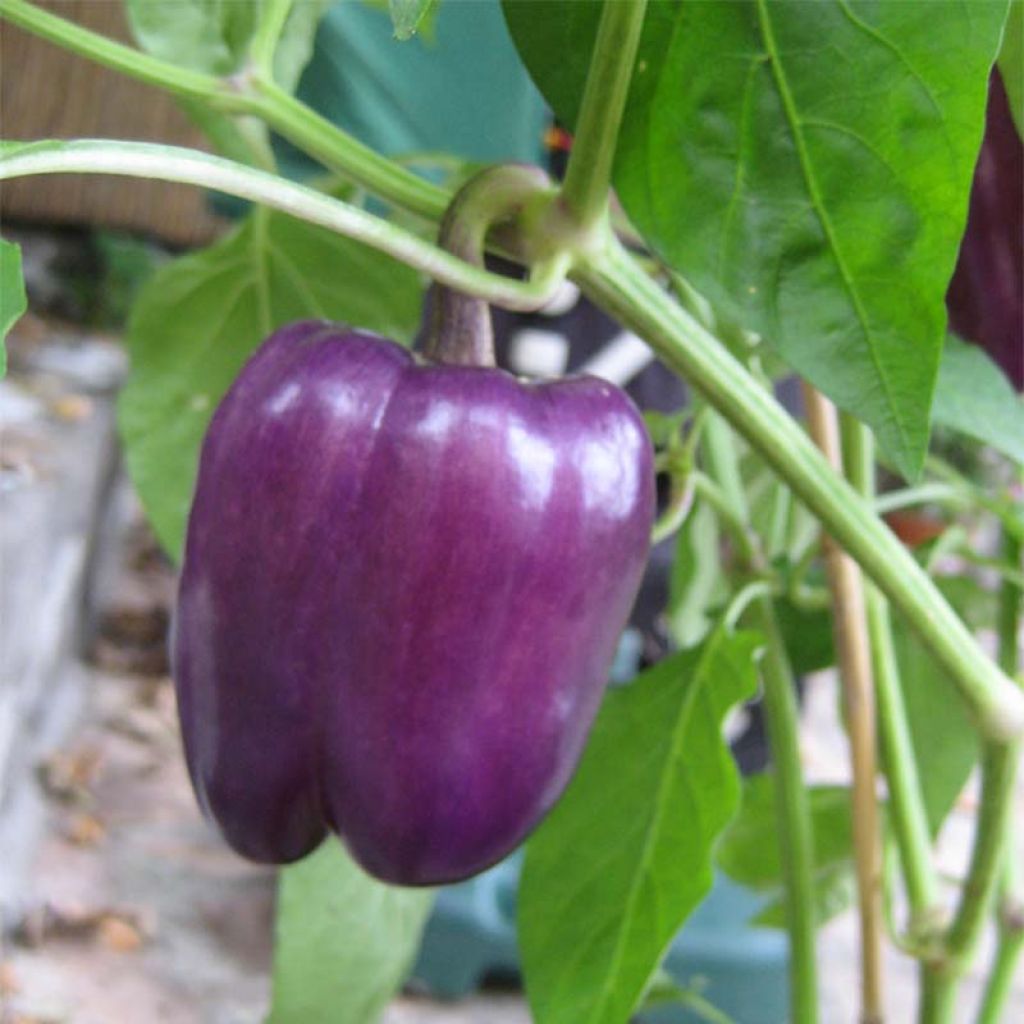 Poivron Purple Bell - Capsicum annuum