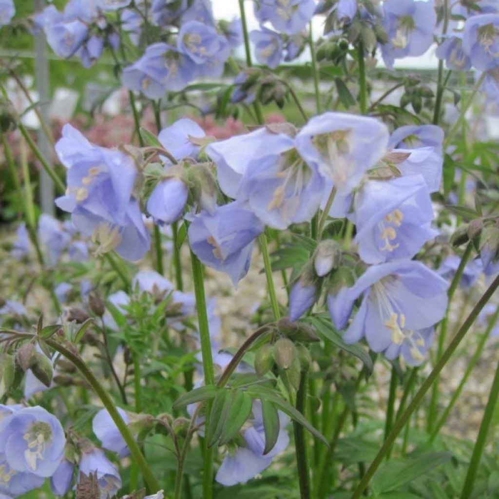 Polemonium Sonia's Bluebell - Valériane grecque