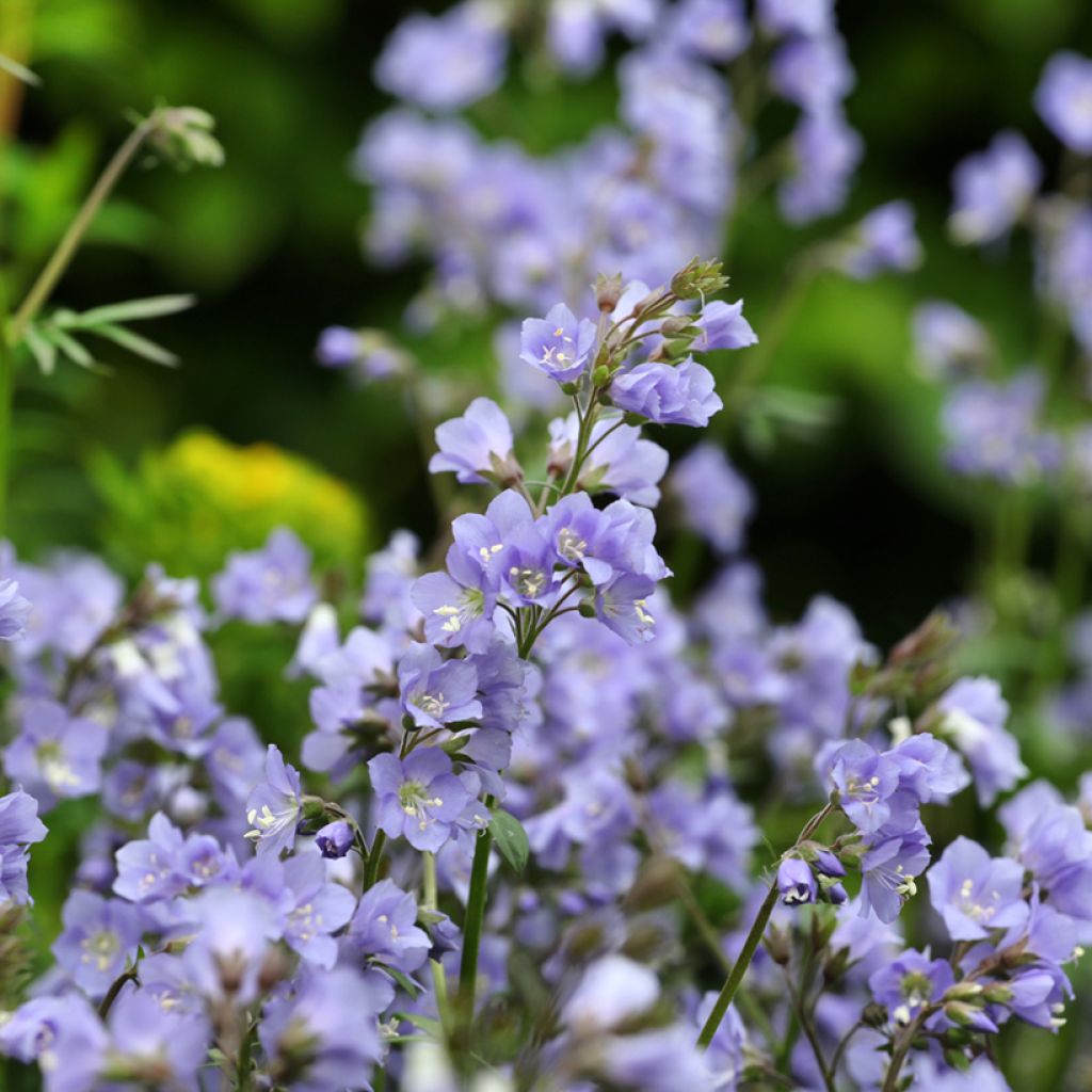 Polemonium reptans Stairway to Heaven