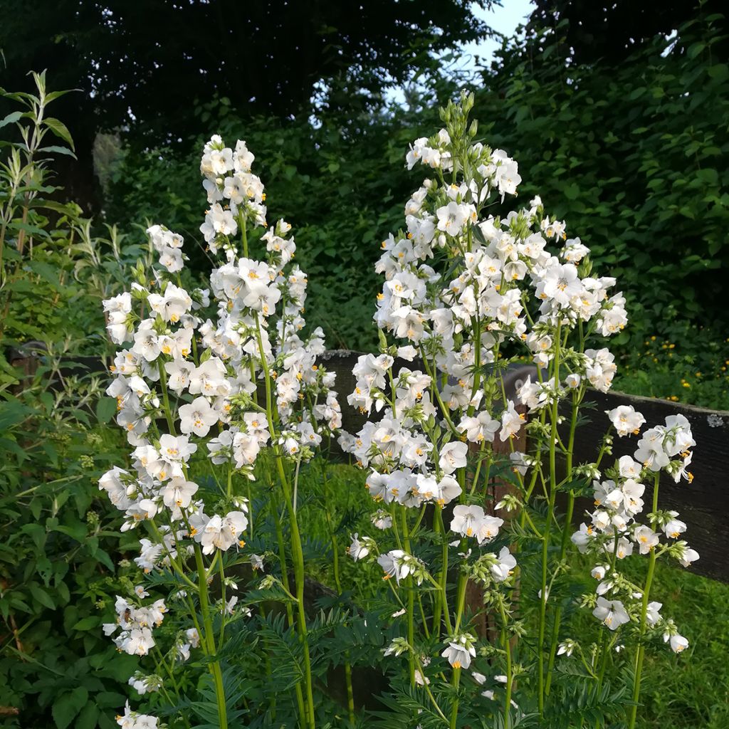 Polemonium caeruleum Album - Valeriana greca