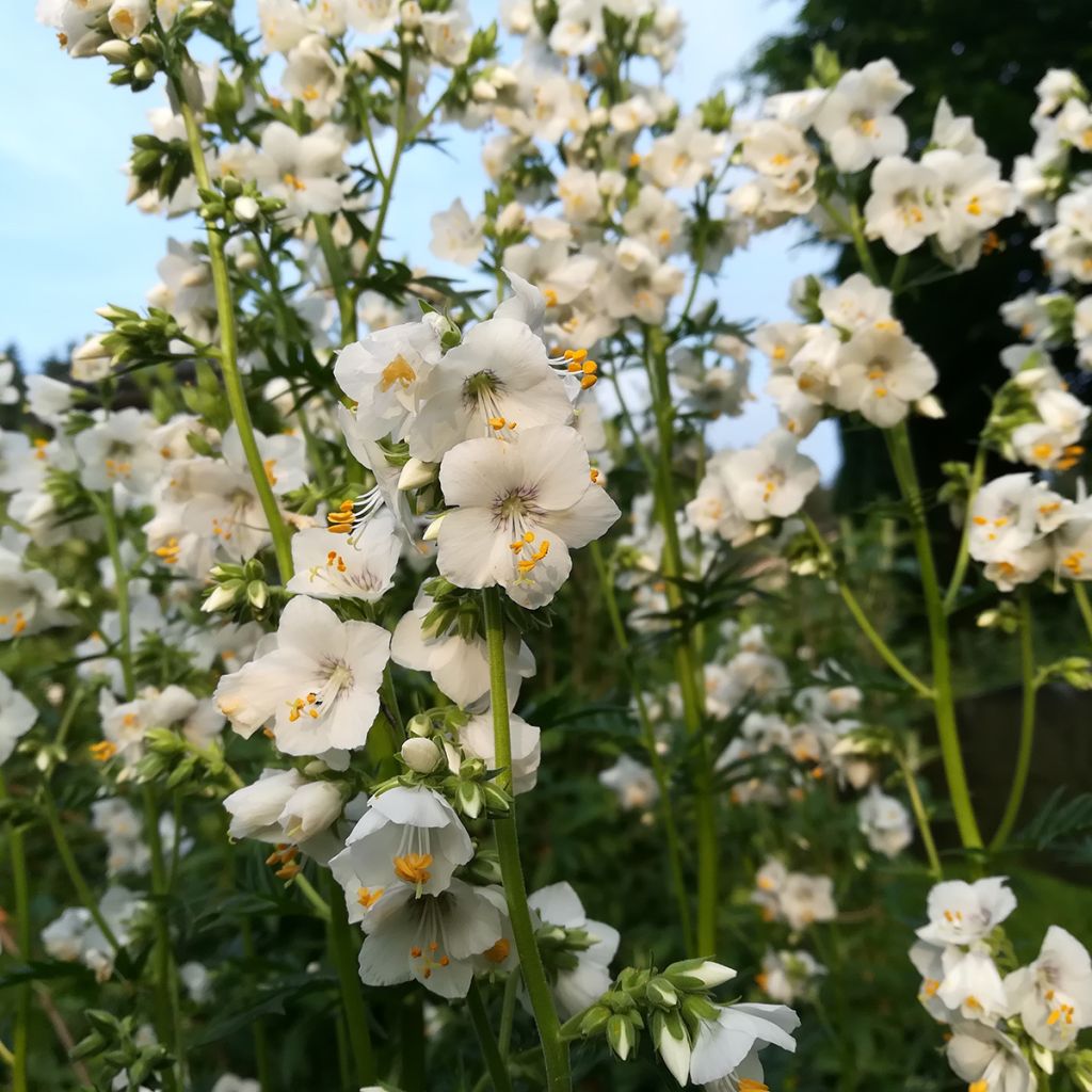 Polemonium caeruleum Album - Valeriana greca