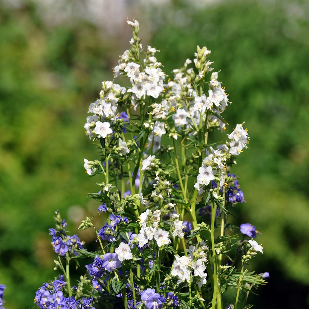 Polemonium caeruleum Album - Valeriana greca