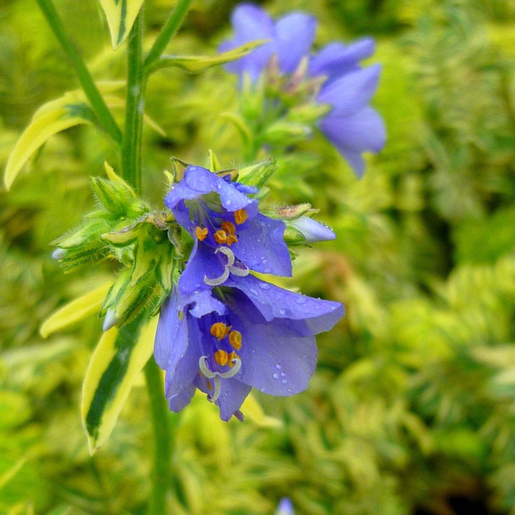 Polemonium caeruleum Brise d'Anjou - Valériane grecque