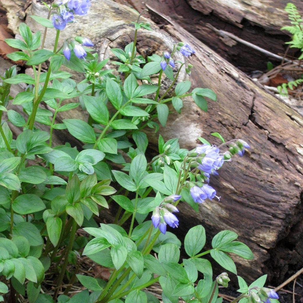 Polemonium reptans