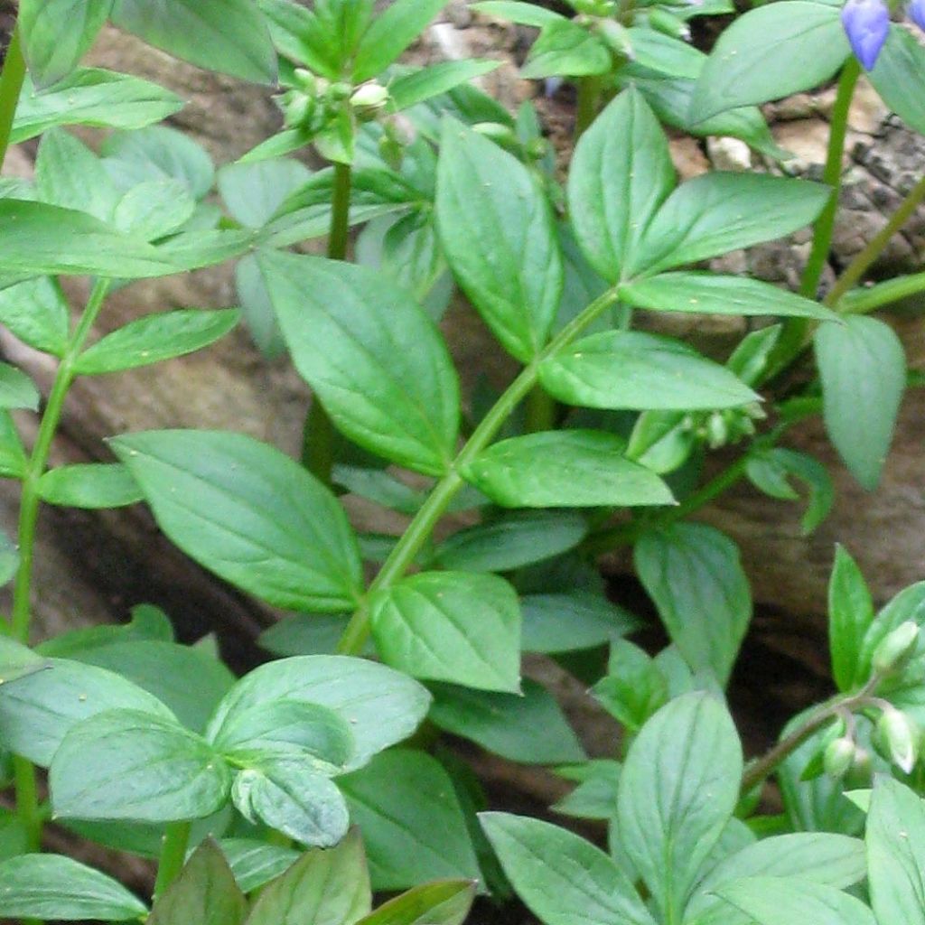 Polemonium reptans