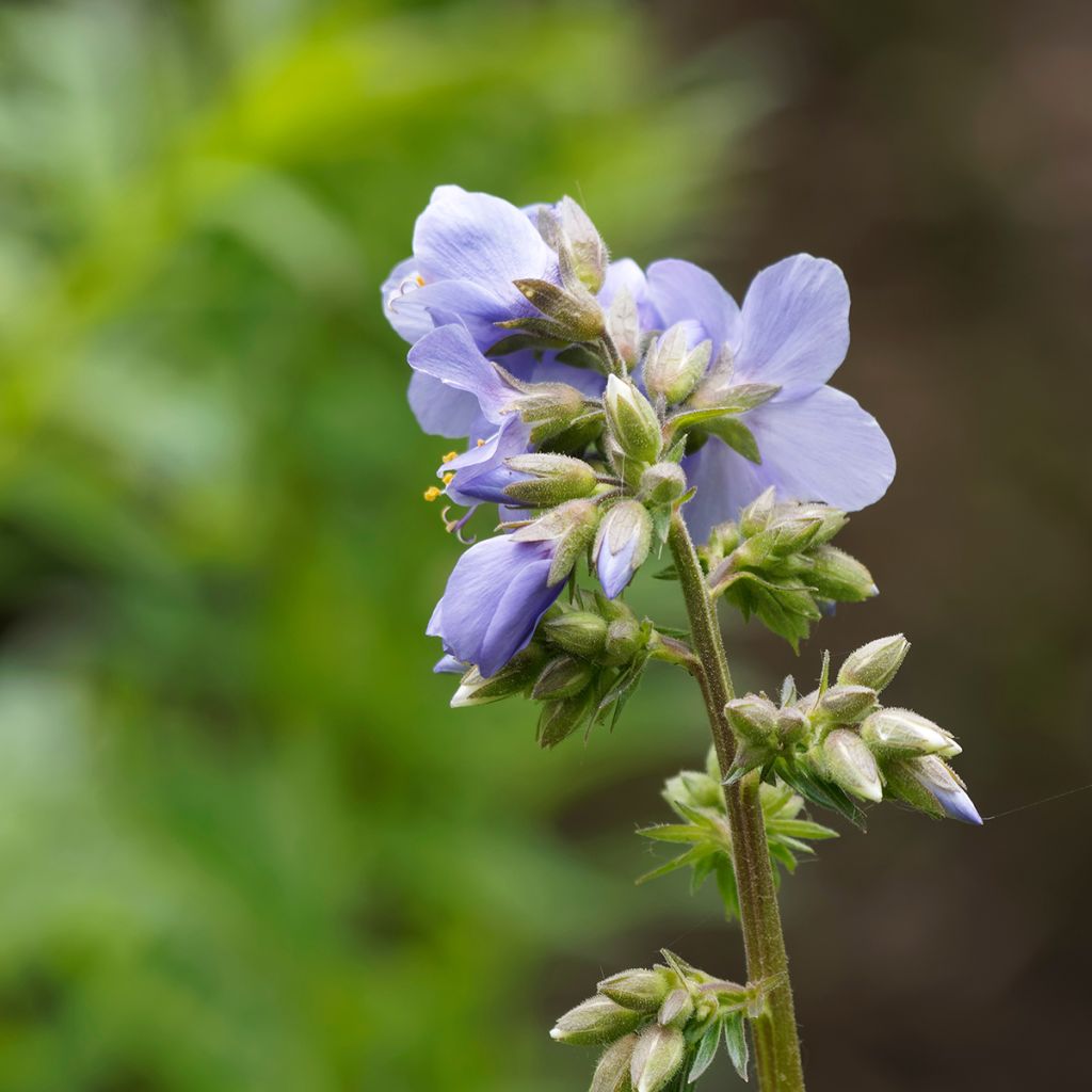 Polemonium reptans Blue Pearl