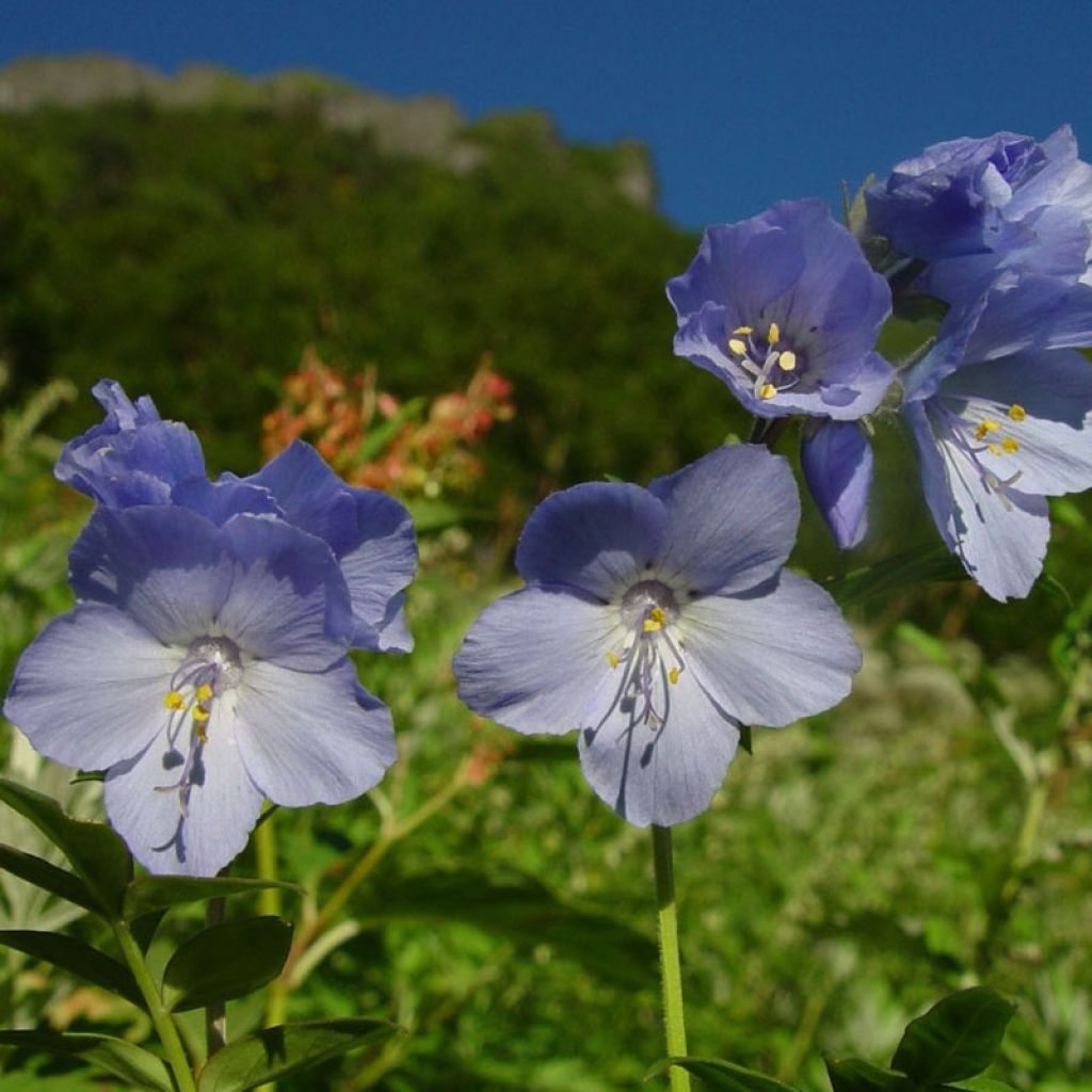 Polemonium yezoense Purple rain