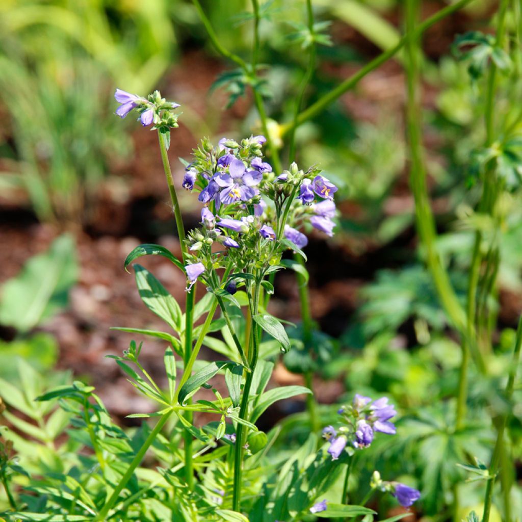 Polemonium yezoense Purple rain