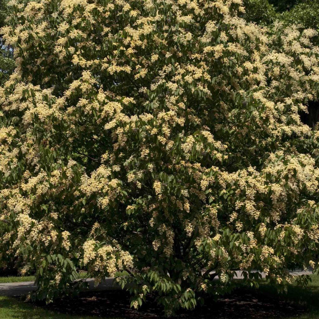 Poliothyrsis sinensis - Arbre aux fleurs de perles