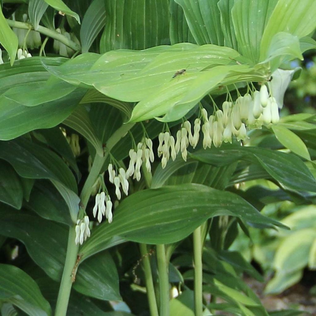 Polygonatum Weihenstephan - Sceau de Salomon