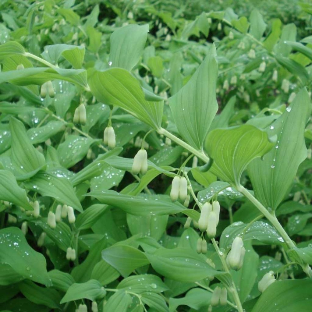 Polygonatum commutatum - Sigillo di Salomone