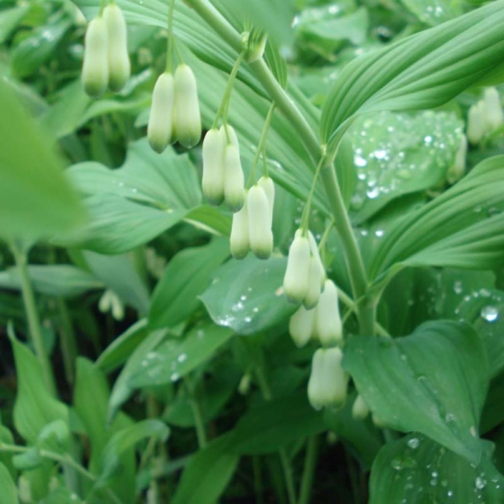 Polygonatum commutatum - Sigillo di Salomone