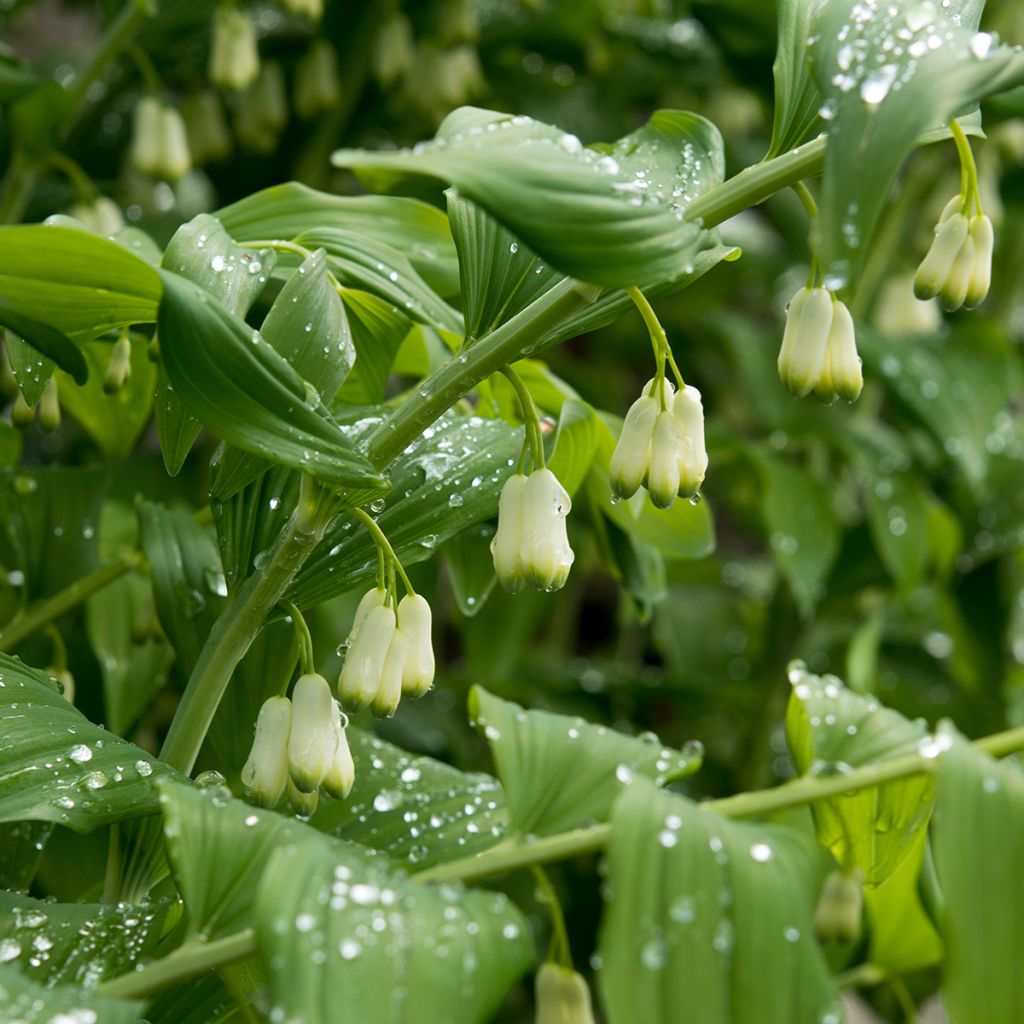 Polygonatum commutatum - Sigillo di Salomone