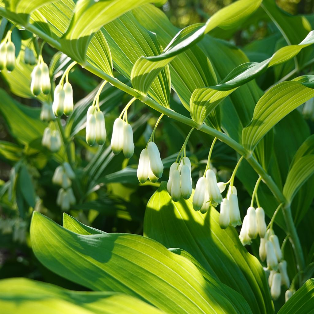 Polygonatum commutatum - Sigillo di Salomone