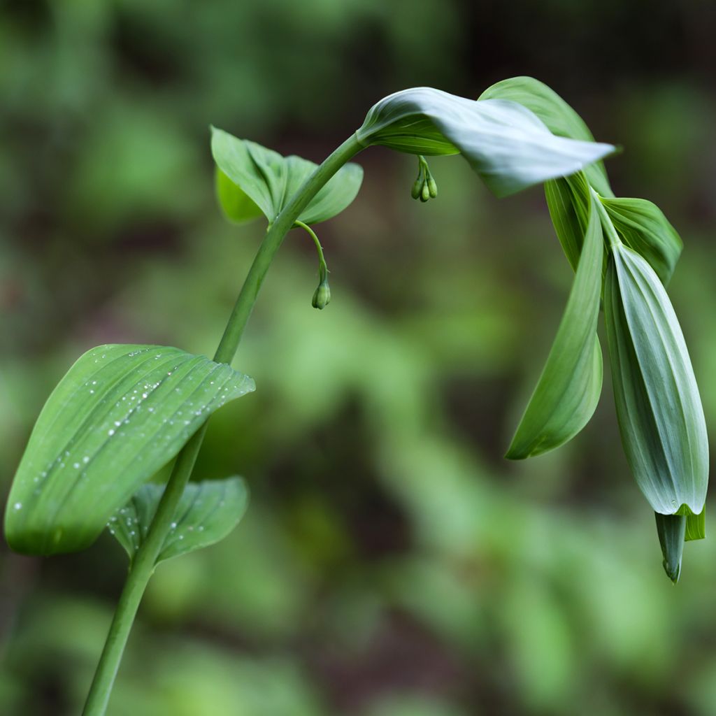 Polygonatum commutatum - Sigillo di Salomone