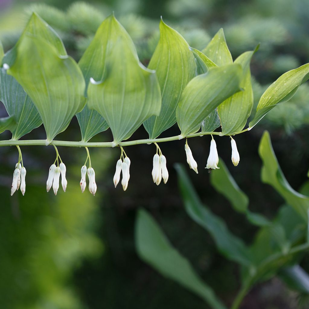 Polygonatum commutatum - Sigillo di Salomone