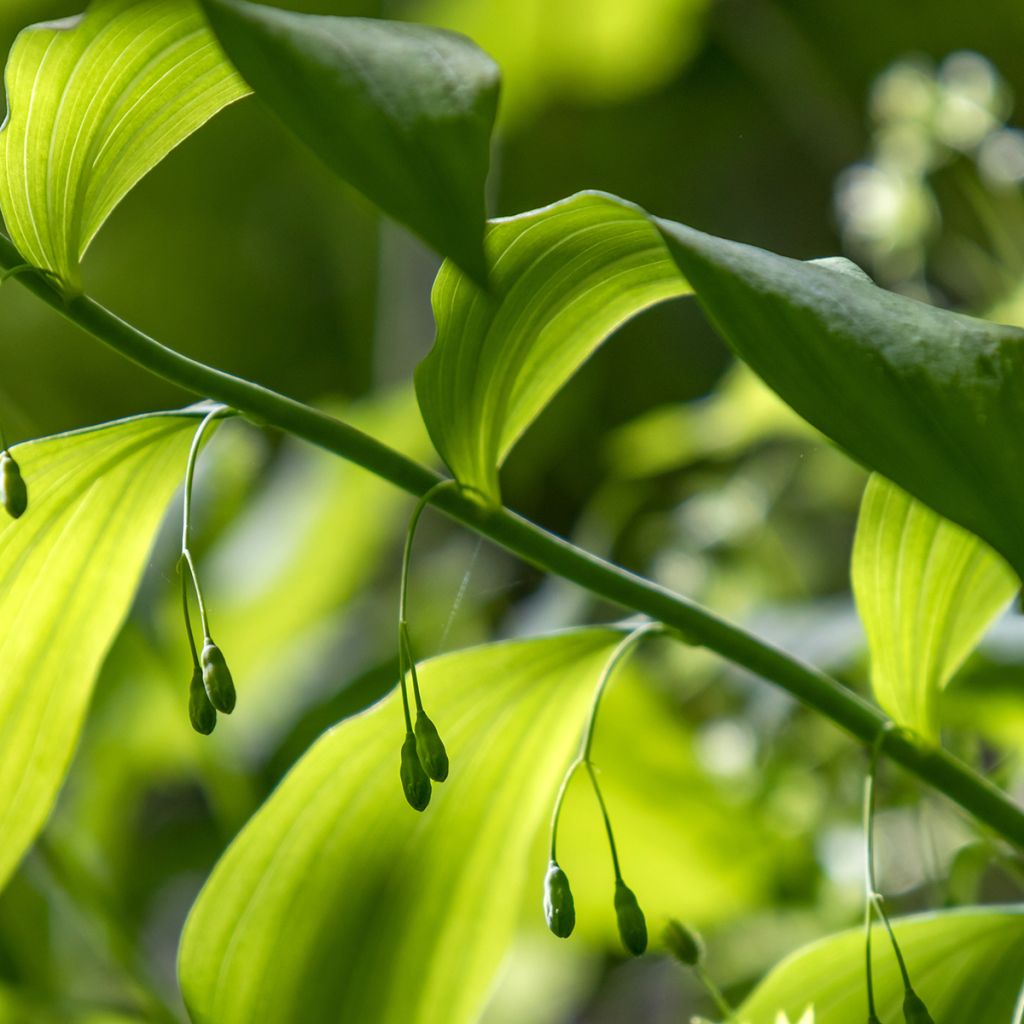 Polygonatum commutatum - Sigillo di Salomone