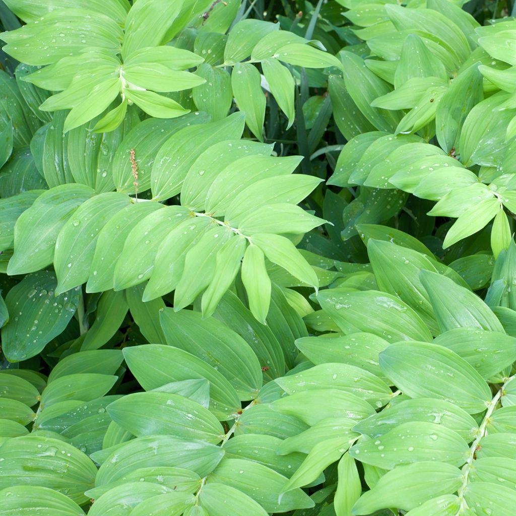 Polygonatum commutatum - Sigillo di Salomone