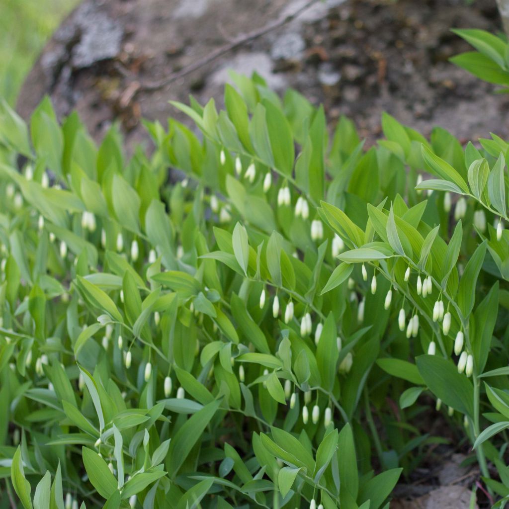 Polygonatum odoratum - Sigillo di Salomone comune