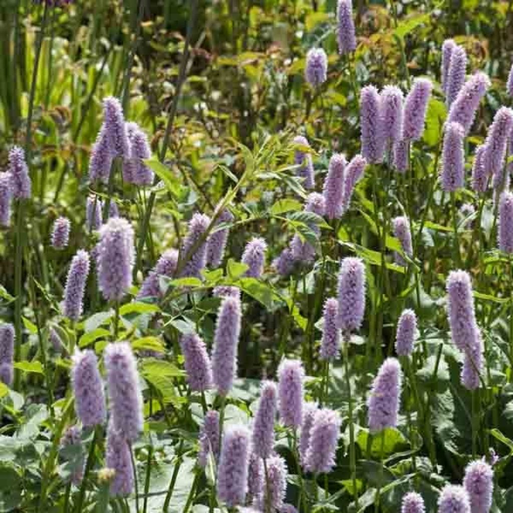 Persicaria bistorta Superba - Bistorta