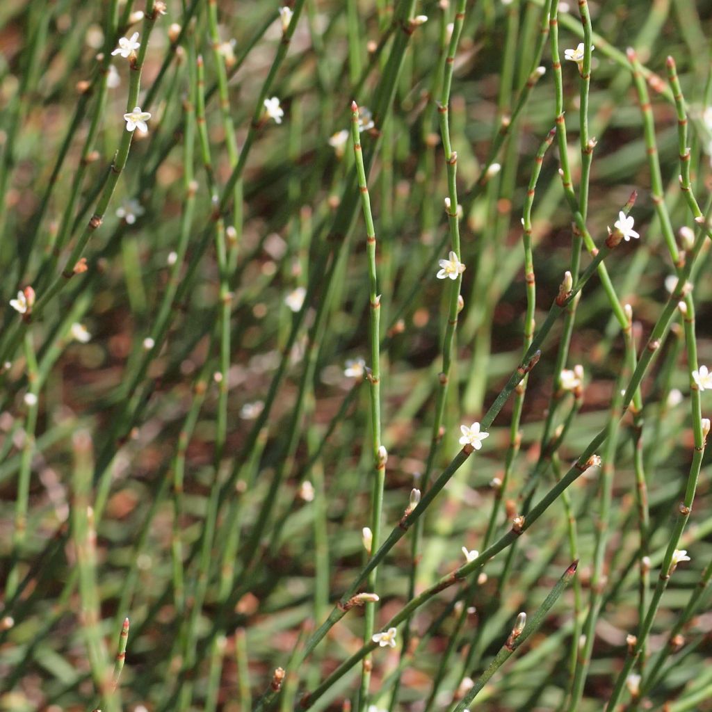 Polygonum scoparium - Renouée à balais