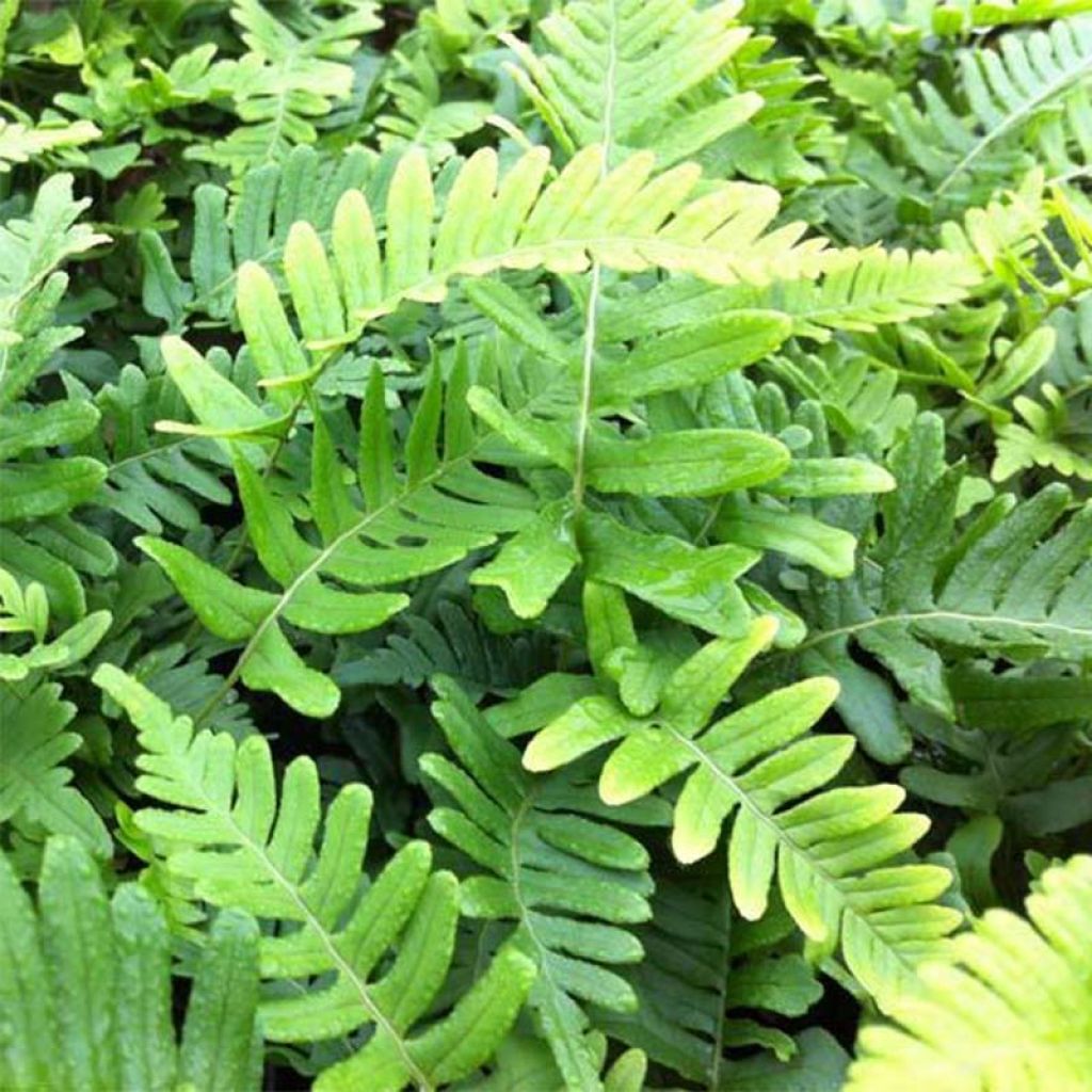 Polypodium vulgare Bifido Multifidum - Fougère - Polypode commun