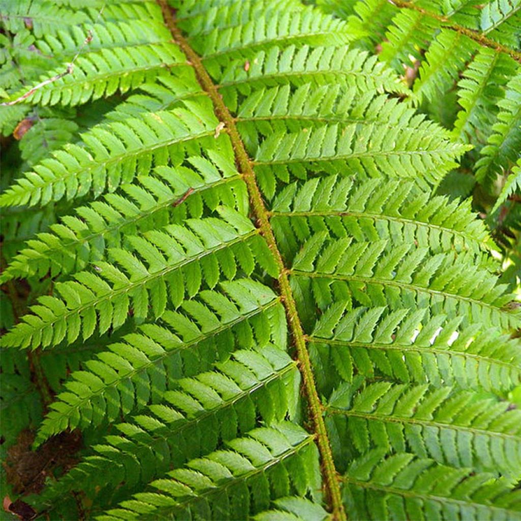 Polystichum aculeatum - Fougère - Aspidie à soies raides