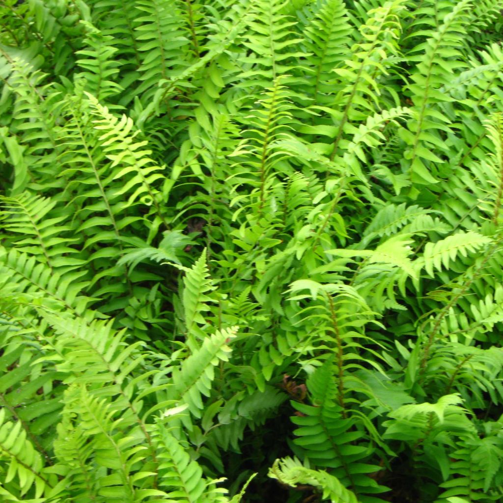 Polystichum munitum