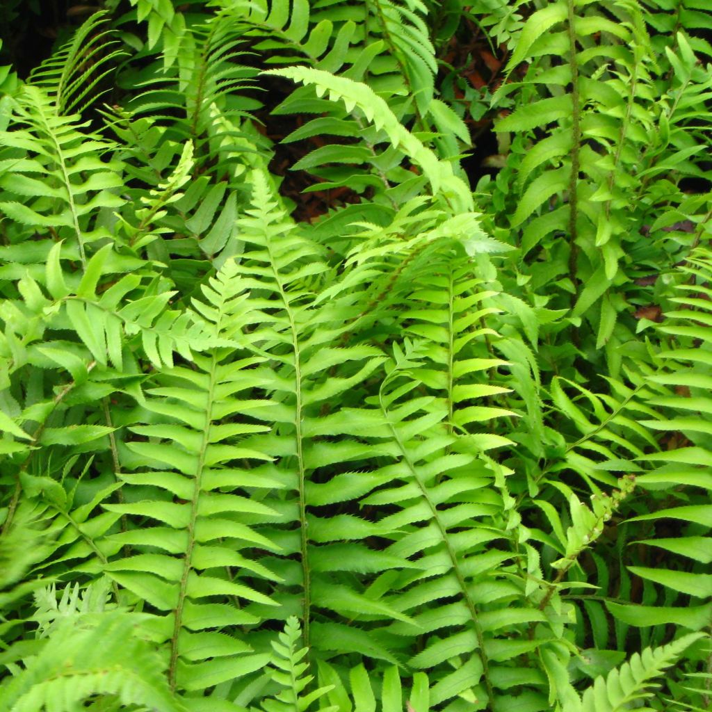 Polystichum munitum