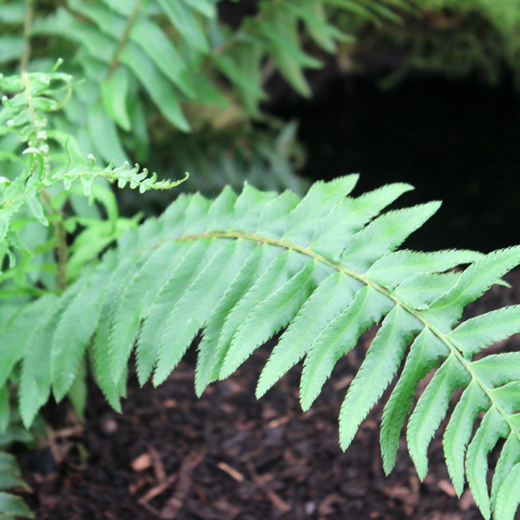 Polystichum munitum