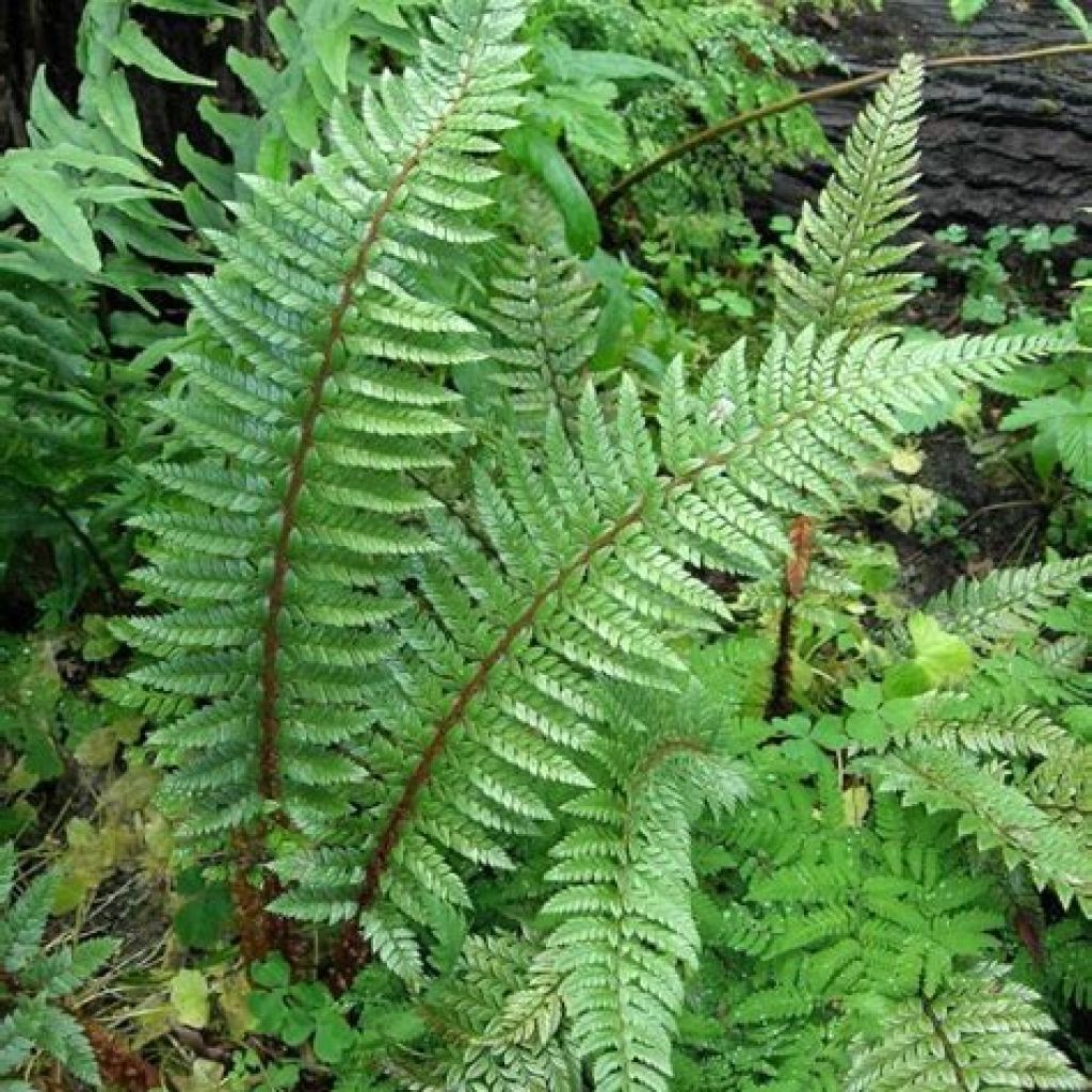 Polystichum neolobatum