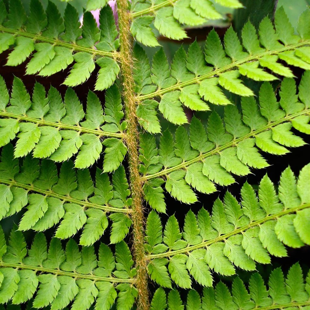 Polystichum setiferum Herrenhausen - Felce setifera