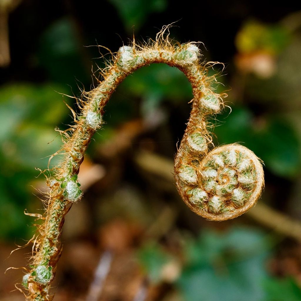 Polystichum setiferum Herrenhausen - Felce setifera