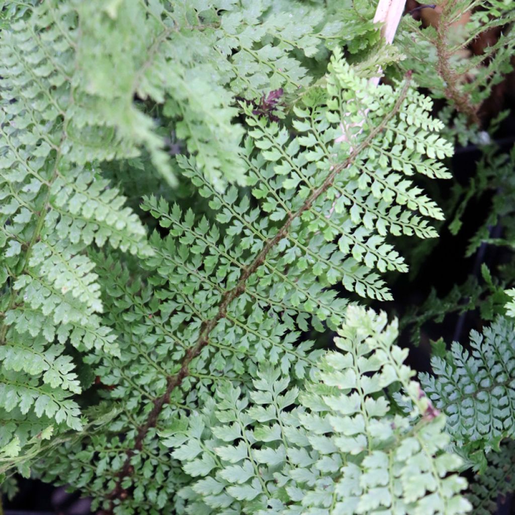 Polystichum setiferum Herrenhausen - Felce setifera