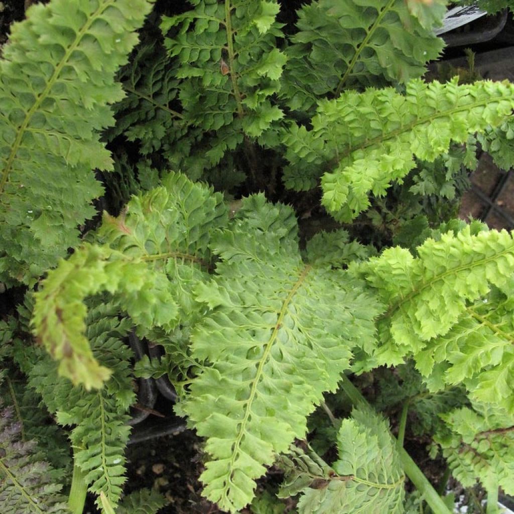 Polystichum setiferum Congestum - Felce setifera