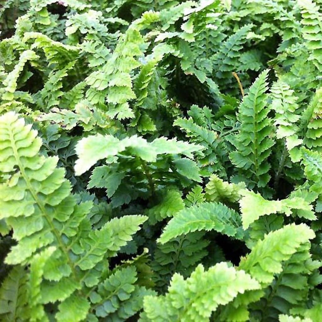 Polystichum setiferum Congestum - Felce setifera