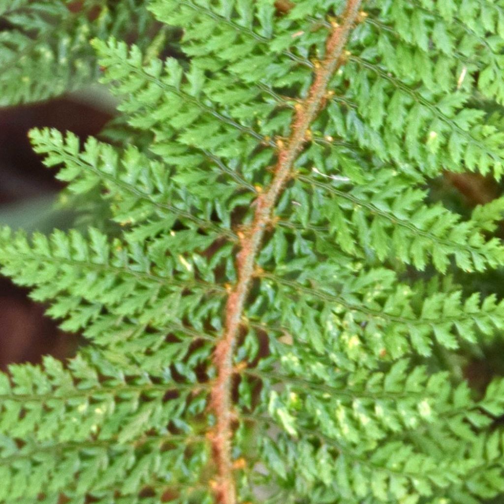 Aspidie à cils raides Densum - Polystichum setiferum 