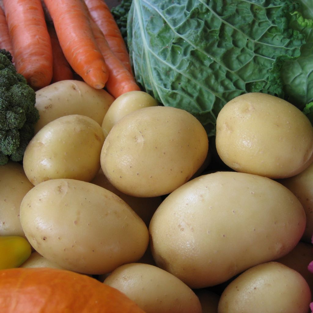 Pommes de terre Agata - Solanum tuberosum