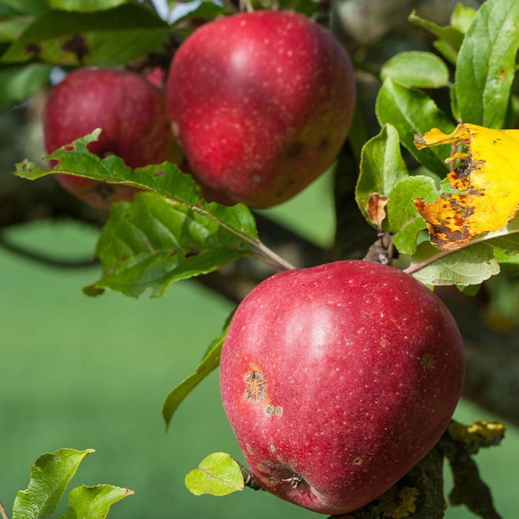 Pommier Gloster - Malus domestica Buisson en pot de 4l/5l