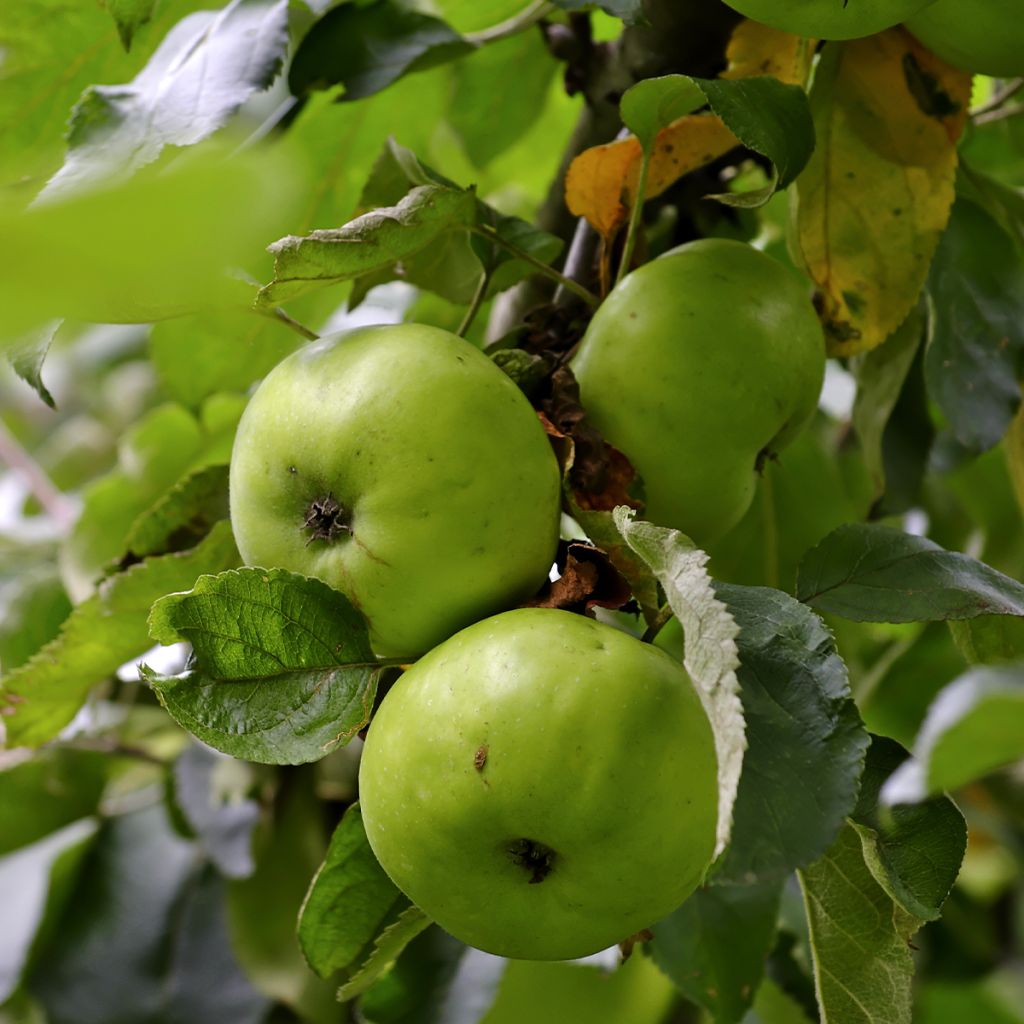 Pommier Jacques Lebel - Malus domestica Buisson en racines nues