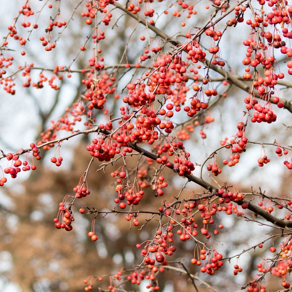 Pommier - Malus Sugar Tyme