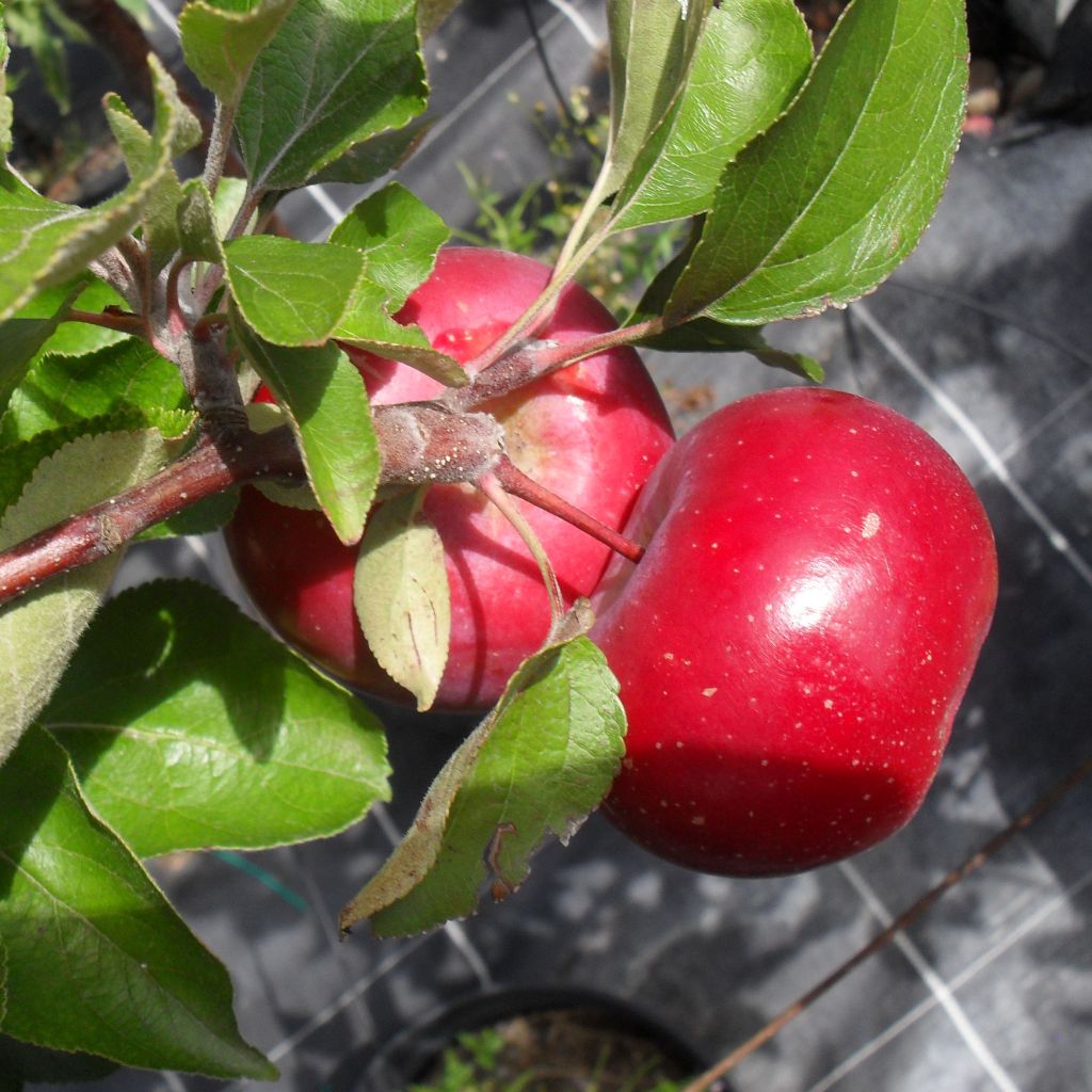 Pommier Red Love - Malus domestica