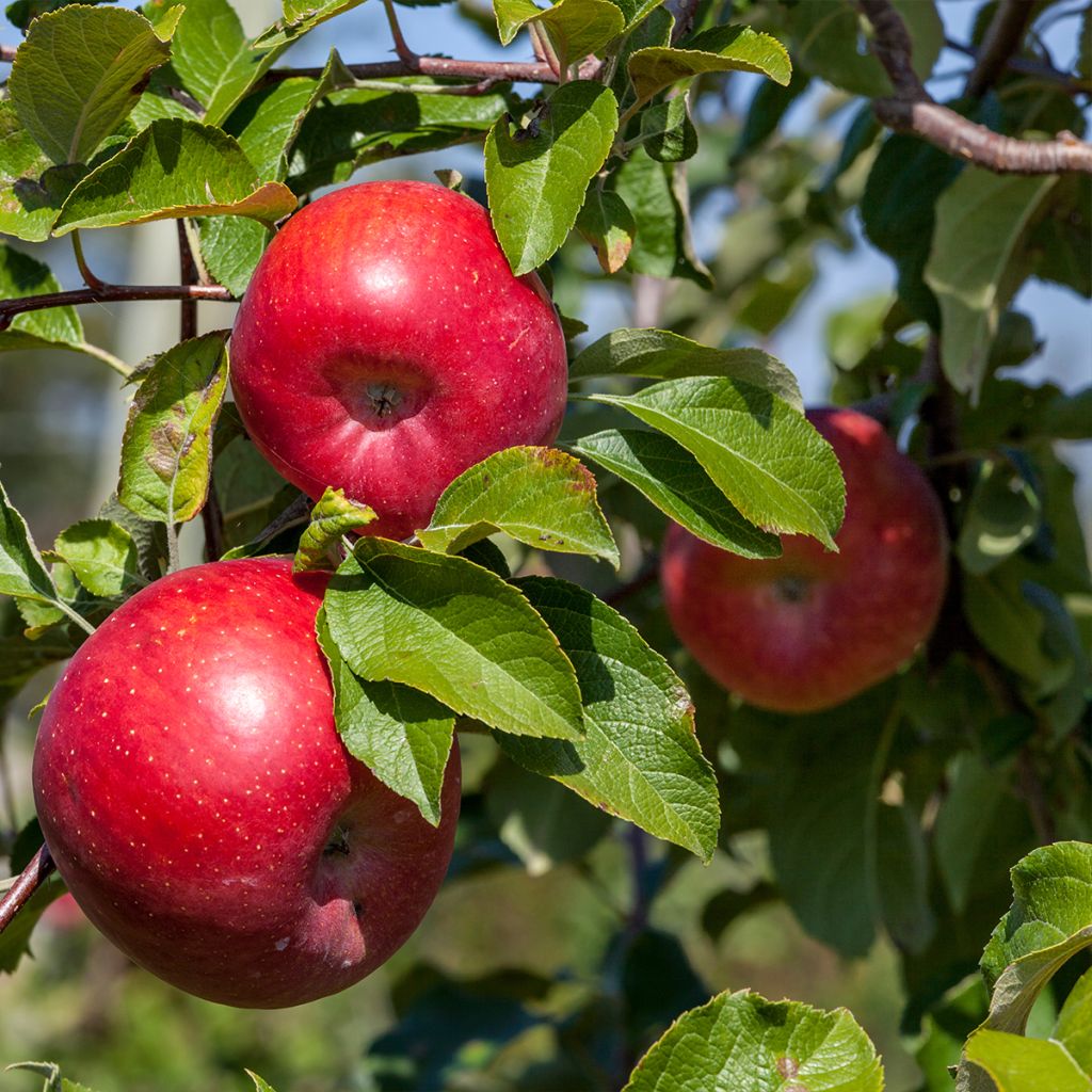 Pommier Reinette Etoilée - Sterappel - Malus domestica Buisson en racines nues