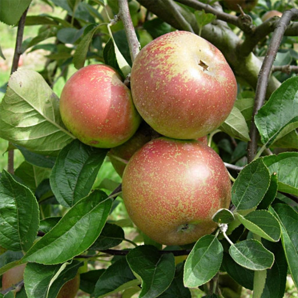 Pommier Reinette d'Armorique