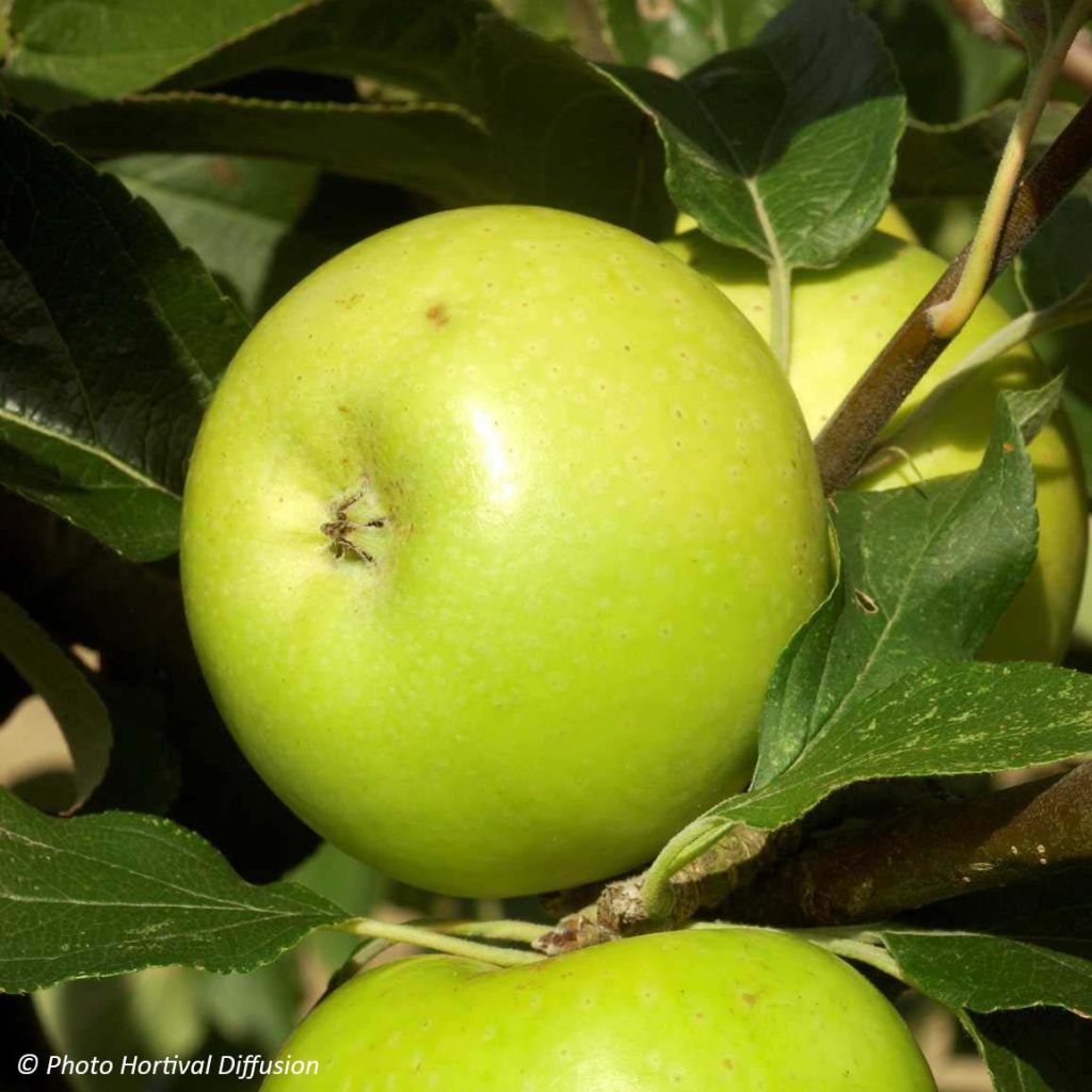 Pommier Reinette du Mans