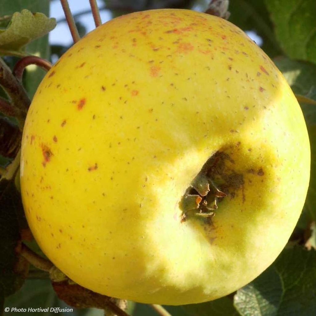 Pommier Transparente de Croncels Bio en racines nues, forme scion