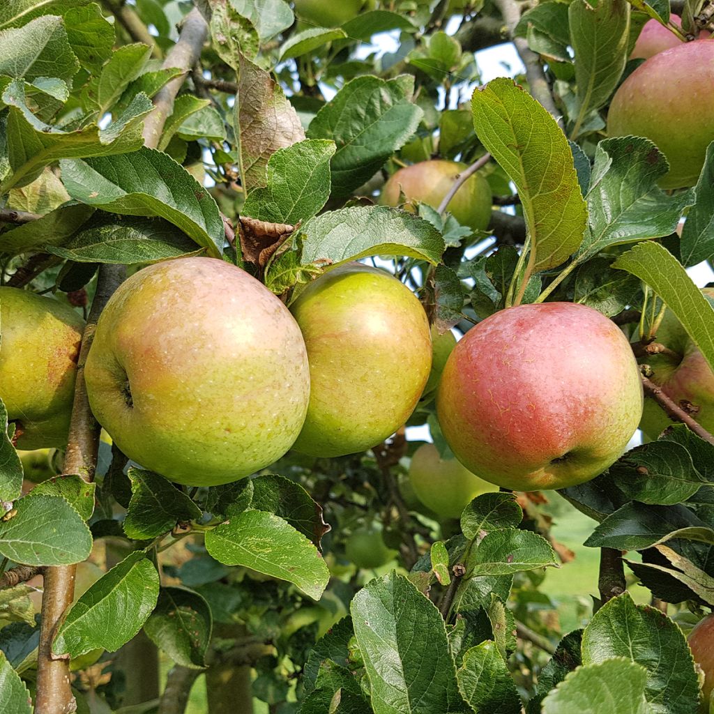 Pommier colonnaire Azay-Le-Rideau delwibo - Malus domestica en motte prêt à planter