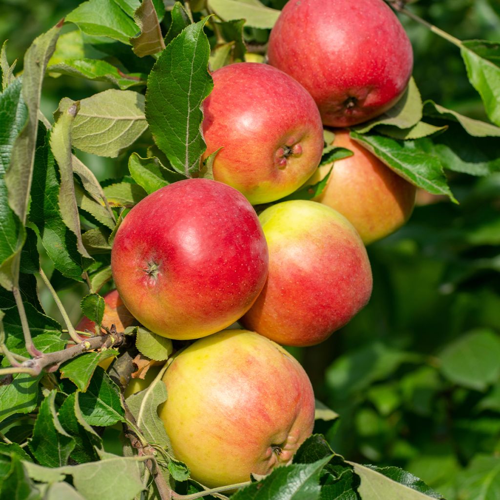 Pommier colonnaire Chenonceau delcoga - Malus domestica en motte prêt à planter